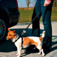 Trixie-Povodac-za-auto2.jpg