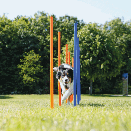 Trixie Fun Agility slalom set za pse, 12 stubova × 115 cm
