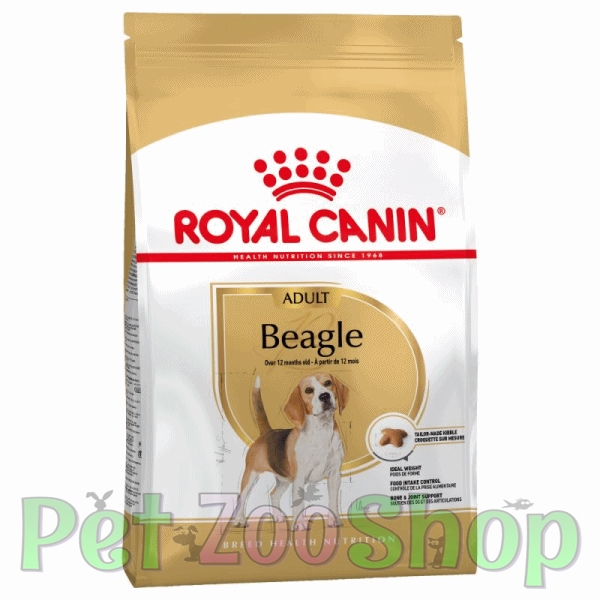 beagle-adult.jpg