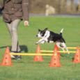trixie-2.gif